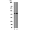 Western blot testing of 1) ThP1 and 2) Raji cell lysate with FLI1 antibody (clone FLVI1-1) . Predicted molecular weight ~50kDa.