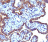 IHC testing of FFPE human placenta with MAML3 antibody (clone MMLP3-1) .