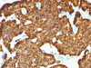 Formalin-fixed, paraffin-embedded human pancreas stained with Chromogranin A antibody (SPM553) .