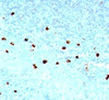 Formalin-fixed, paraffin-embedded human tonsil stained with IgM antibody (SPM557)