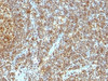 Formalin-fixed, paraffin-embedded human tonsil stained with anti-PCNA antibody (SPM350)