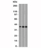 Western blot testing of 1) human HepG2, 2) mouse NIH3T3 and 3) mouse C2C12 lysate with CCND1 antibody.