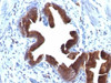 Formalin-fixed, paraffin-embedded human gallbladder stained with anti-Golgi antibody (SPM581) .