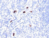 Formalin-fixed, paraffin-embedded human tonsil stained with Myeloid Cell antibody (SPM298) .