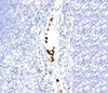 Formalin-fixed, paraffin-embedded human tonsil stained with Granulocyte antibody (SPM250) .