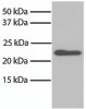 Total cell lysates from NIH/3T3 cells were resolved by electrophoresis, transferred to PVDF membrane, and probed with Mouse Anti-Bax-UNLB (Cat. No. 99-623) . Proteins were visualized using Goat Anti-Mouse IgG, Human ads-HRP secondary antibody and chemiluminescent detection.
