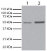 GSK3? was immunoprecipitated from total cell lysates from Jurkat cells with Mouse Anti-GSK-3?-UNLB (Cat. No. 99-744) . Total cell lysates from Jurkat cells (Lane 1) and immunoprecipitate (Lane 2) were resolved by electrophoresis, transferred to PVDF membrane, and probed with Mouse Anti-GSK-3?-HRP (Cat. No. 10905-05) . Proteins were visualized using chemiluminescent detection.