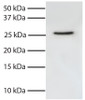 Total cell lysates from Jurkat cells were resolved by electrophoresis, transferred to PVDF membrane, and probed with Mouse Anti-Human FADD-UNLB (Cat. No. 99-750) . Proteins were visualized using Goat Anti-Mouse IgG, Human ads-HRP secondary antibody and chemiluminescent detection.