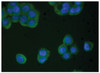 Human pancreatic carcinoma cells were stained with Mouse Anti-Human TIMP-4-UNLB (Cat. No. 99-775) followed by Goat Anti-Mouse Ig, Human ads-FITC .