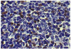 Mouse spleen tissue was stained with Rat Anti-Mouse Foxp3-UNLB (Cat. No. 99-790) followed by HRP conjugated Anti-Rat Ig secondary antibody.