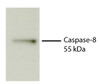 Total cell lysates from Jurkat cells were incubated with STS, resolved by electrophoresis, transferred to PVDF membrane, and probed with Rat Anti-Human Caspase-8-UNLB (Cat. No. 99-811) . Proteins were visualized using Goat Anti-Rat IgM-HRP secondary antibody and chemiluminescent detection.