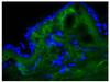 Chicken dermal tissue was stained with Goat Anti-Type I Collagen-FITC (Cat. No. 98-501) .