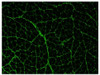 Frozen osteopontin-null mouse muscle section was stained with Goat Anti-Type III Collagen-UNLB (Cat. No. 98-505) followed by a secondary antibody.

Image from Gawlik KI, Holmberg J, Svensson M, Einerborg M, Oliveira BM, Deierborg T. Potent pro-inflammatory and pro-fibrotic molecules, osteopontin and galectin-3, are not major disease modulators of laminin ?2 chain-deficient muscular dystrophy. Sci Rep. 2017;10:1038. Figure 6 (a)