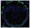 Frozen sections of E12.5 eyes from Col4a1+/+ mice were stained with Goat Anti-Type IV Collagen-UNLB (Cat. No. 98-507) followed by a secondary antibody and DAPI.

Image from Mao M, Kiss M, Ou Y, Gould DB. Genetic dissection of anterior segment dysgenesis caused by a Col4a1 mutation. Dis Model Mech. 2017 Feb 24. doi: 10.1242/dmm.027888. [Epub ahead of print]. Figure S6 (a)