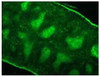 Frozen mouse splenic section was stained Rat Anti-Mouse CD3?-FITC (Cat. No. 98-576) .

Image from Ji F, Liu Z, Cao J, Li N, Liu Z, Zuo J, et al. B cell response is required for granuloma formation in the early infection of Schistosoma japonicum. PLoS One. 2008;3 (3) :e1724. Figure 5 (a)