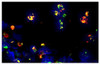 Frozen thermally burned mouse tissue section was stained with Rat Anti-Mouse CD11b-FITC (Cat. No. 98-633) and Rat Anti-Mouse Ly-6G/Ly-6C-PE followed by mounting with DAPI containing medium.

Image from Everett J, Turner K, Cai Q, Gordon V, Whiteley M, Rumbaugh K. Arginine is a critical substrate for the pathogenesis of Pseudomonas aeruginosa in burn wound infections. MBio. 2017;8:e02160-16. Figure S1