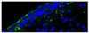 Frozen section of lamina fibrosa from porcine aortic valve leaflet subjected to bicuspid aortic value wall shear stress was stained with Rat Anti-Mouse CD54-UNLB (Cat. No. 98-812) followed by a secondary antibody and DAPI.

Image from Sun L, Chandra S, Sucosky P. Ex vivo evidence for the contribution of hemodynamic shear stress abnormalities to the early pathogenesis of calcific bicuspid aortic valve disease. PLoS One. 2012;7 (10) :e48843. Figure 5