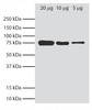 Total cell lysates from Ag8.653 cells were resolved by electrophoresis, transferred to PVDF membrane, and probed with Rat Anti-Mouse BiP-UNLB (Cat. No. 98-890) . Proteins were visualized using Goat Anti-Rat Ig, Mouse ads-HRP secondary antibody and chemiluminescent detection.