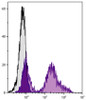 C57BL/6 mouse splenocytes were stained with Rat Anti-Mouse CD24-UNLB (Cat. No. 98-979) followed by Mouse Anti-Rat IgG2c-FITC .