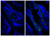 BALB/c mouse intestine was stained with Rat Anti-Mouse CD104-UNLB (Cat. No. 99-002) followed by Goat Anti-Rat IgG (H+L) , Mouse ads-BIOT, and Streptavidin-FITC .