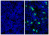 Mouse spleen sections were stained with Rat Anti-Mouse Ly-6G/Ly-6C-UNLB (Cat. No. 99-048) followed by Mouse Anti-Rat IgG2b-FITC .