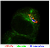 DC2.4 cells were infected with AF405 labeled M. tuberculosis and stained with Rat Anti-Mouse CD107a-UNLB (Cat. No. 99-109) and anti-ubiquitin followed by secondary antibodies.

Image from Seto S, Tsujimura K, Horii T, Koide Y. Autophagy adaptor protein p62-SQSTM1 and autophagy-related gene Atg5 mediate autophagosome formation in response to Mycobacterium tuberculosis infection in dendritic cells. PLoS One. 2013;8 (12) :e86017. Figure 4 (c)