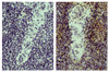 Paraffin embedded chicken spleen tissue was stained with Mouse Anti-Chicken CD4-UNLB (Cat. No. 99-207, right) followed by Anti-Mouse IgG-HRP and DAB.