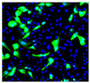 MDCK cells infected with the influenza A (H1N1) virus were stained with Mouse Anti-Influenza A, Nucleoprotein-UNLB (Cat. No. 99-734) followed by a secondary antibody and DAPI.

Image from Shoji M, Woo S, Masuda A, Win NN, Ngwe H, Takahashi E, et al. Anti-influenza virus activity of extracts from the stems of Jatropha multifida Linn. collected in Myanmar. BMC Complement Altern Med. 2017;17:96. Figure 3 (a)