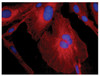 Human astrocytoma cell line CCF-STTG1 was stained with Mouse Anti-Human GFAP-CY3 (Cat. No. 99-782) .