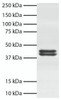 Total cell lysates from Jurkat cells were resolved by electrophoresis, transferred to PVDF membrane, and probed with Mouse Anti-Human Erk1/2-BIOT (Cat. No. 12080-08) . Proteins were visualized using Mouse Anti-BIOT-HRP secondary antibody and chemiluminescent detection.