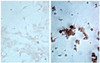 Non-infected and influenza A virus infected cell line was stained with Mouse Anti-Influenza A, Matrix Protein-HRP (Cat. No. 99-732) .
