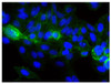 Human carcinoma cell line HEp-2 was stained with Mouse Anti-Human CD44-FITC (Cat. No. 99-375) followed by DAPI.