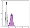 Human monocytic cell line U937 was stained with Mouse Anti-Human CD105-FITC (Cat. No. 99-595) .