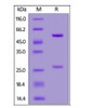 Anti-SARS-CoV-2 RBD Potent Neutralizing Antibody, Chimeric mAb, Human IgG1 on SDS-PAGE under reducing (R) condition. The gel was stained overnight with Coomassie Blue. The purity of the protein is greater than 95%.
