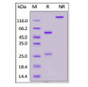 Anti-SARS-CoV-2 Spike RBD Antibody, Chimeric mAb, Human IgG1 on SDS-PAGE under reducing (R) and non-reducing (NR) conditions. The gel was stained overnight with Coomassie Blue. The purity of the protein is greater than 95%.