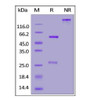 Anti-SARS-CoV-2 Nucleocapsid Antibody, Human IgG1 on SDS-PAGE under reducing (R) and non-reducing (NR) conditions. The gel was stained overnight with Coomassie Blue. The purity of the protein is greater than 95%.