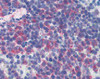 Immunohistochemistry of mouse spleen tissue stained using CD69 Monoclonal Antibody.