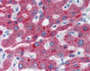 Human liver tissue stained with Factor H Antibody at 20 &#956;g/mL followed by biotinylated anti-mouse IgG secondary antibody, alkaline phosphatase-streptavidin and chromogen.