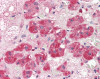 Human adrenal tissue stained with CD73 Antibody at 10 &#956;g/mL followed by biotinylated anti-mouse IgG secondary antibody, alkaline phosphatase-streptavidin and chromogen.