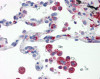 Human lung tissue stained with IRF7 Antibody at 20 &#956;g/mL followed by biotinylated anti-mouse IgG secondary antibody, alkaline phosphatase-streptavidin and chromogen.