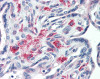 Human placenta tissue stained with STX12 Antibody at 20 &#956;g/mL followed by biotinylated anti-mouse IgG secondary antibody, alkaline phosphatase-streptavidin and chromogen.