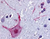 Immunohistochemistry staining of CHRM3 in brain cortex tissue using CHRM3 Antibody.