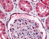 Immunohistochemistry staining of GPR89A in kidney tissue using GPR89A Antibody.