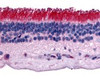 Immunohistochemistry staining of PTPRM in retina tissue using PTPRM Antibody.