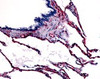 Immunohistochemistry staining of Caveolin-1 in respiratory epithelium, bronchial smooth muscle, and alveoli tissue using Caveolin-1 Antibody.
