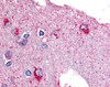 Immunohistochemistry staining of PYGB in brain tissue using PYGB Antibody.