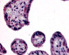 Immunohistochemistry staining of SLC7A5 in placenta, terminal villi tissue using SLC7A5 Antibody.