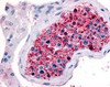 Immunohistochemistry staining of Frizzled 9 in testis tissue using Frizzled 9 Antibody.