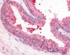 Immunohistochemistry staining of PDE8A in prostate tissue using PDE8A Antibody.
