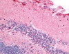 Immunohistochemistry staining of PDE6A in eye, retina tissue using PDE6A Antibody.